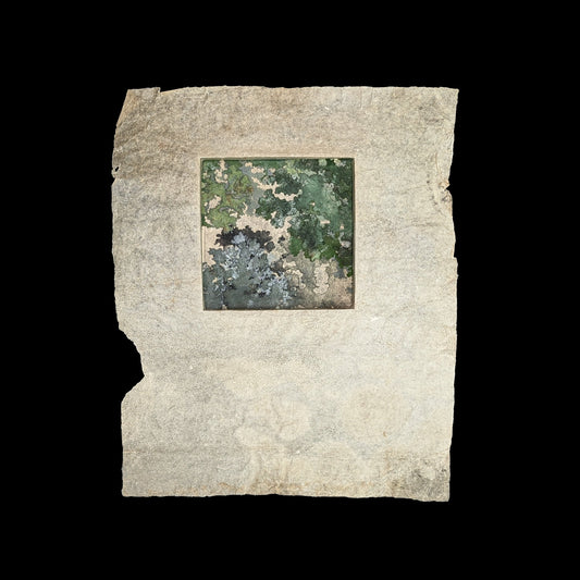 Abaca Dimensional Broadside / Bryophyte Series (Moss)