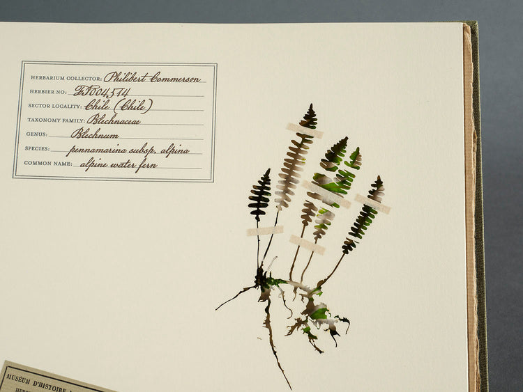 Finding Her Place: The Woman Behind the Naturalist