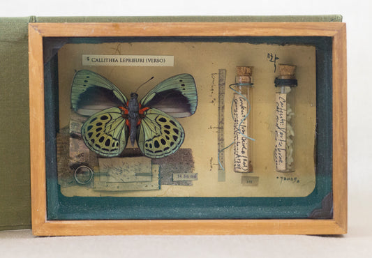 Curiosity Series: Callithea leprieuri