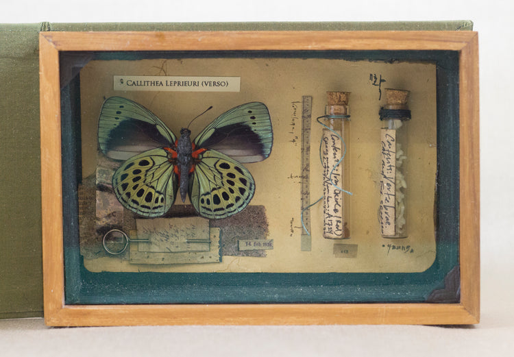 Curiosity Series: Callithea leprieuri