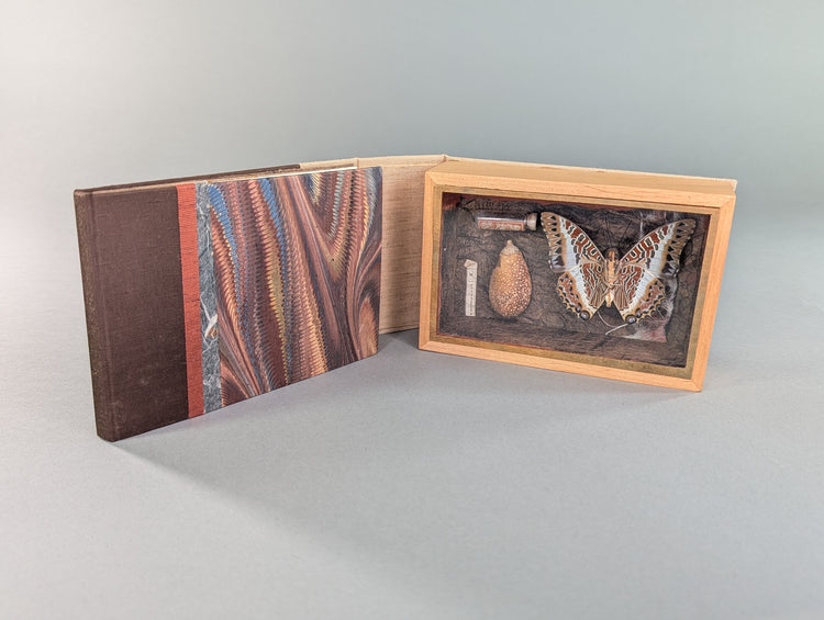 Curiosity Series: Charaxes jasius