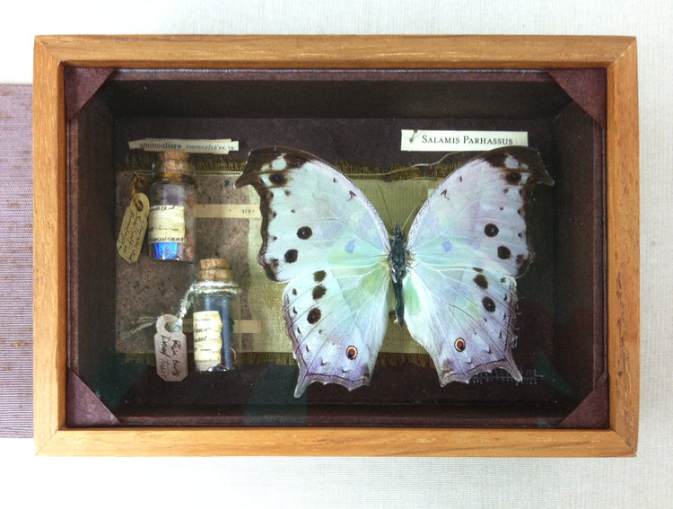 Curiosity Series: Mother of Pearl (custom commission piece)