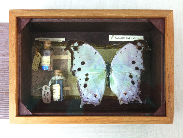 Curiosity Series: Mother of Pearl (custom commission piece)