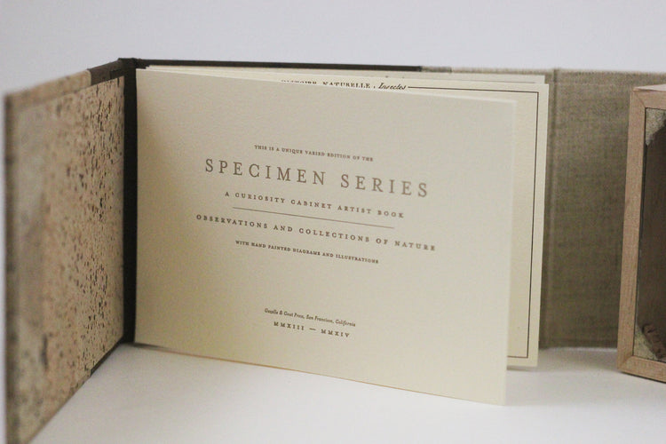 Curiosity Series: Papilio glaucus maynardi