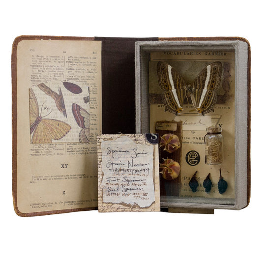 Specimen Series: Cyrestis strigata