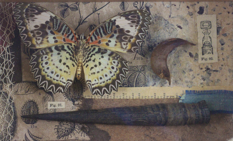 Nymphalidae_cethosia_myrnia