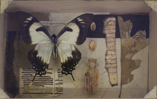 Papilio glaucus maynardi