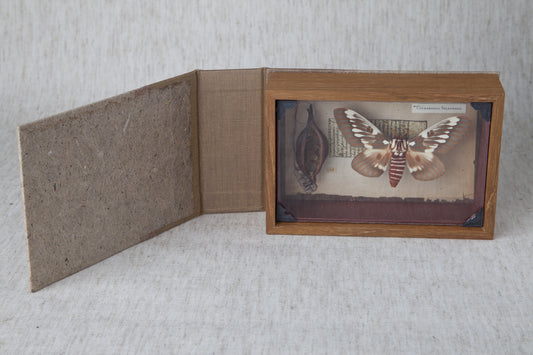 Curiosity Series: Citherona splendens