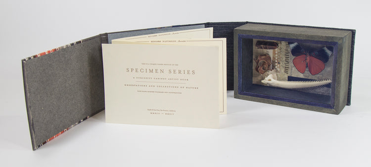 Curiosity Series: Panacea pola