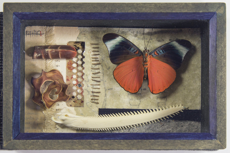 Curiosity Series: Panacea pola