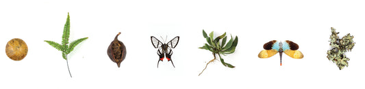 Eco Printed Artwork