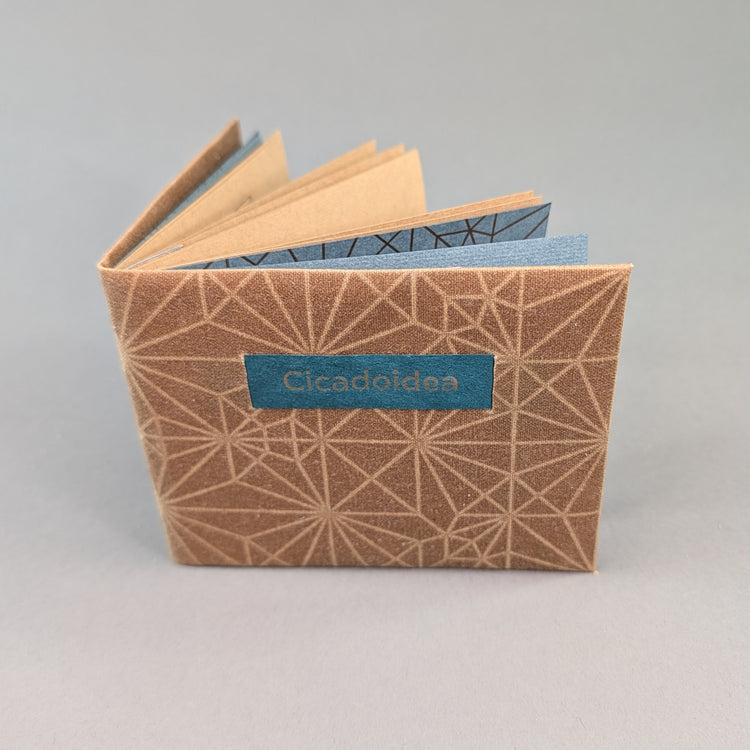 Cicadoidea: Cicada Explorations