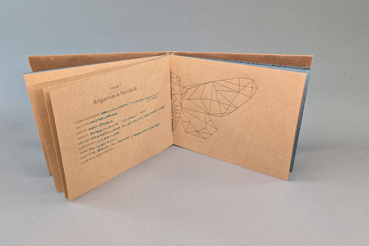 Cicadoidea: Cicada Explorations