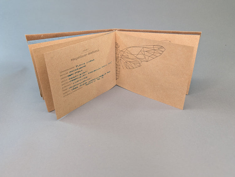 Cicadoidea: Cicada Explorations