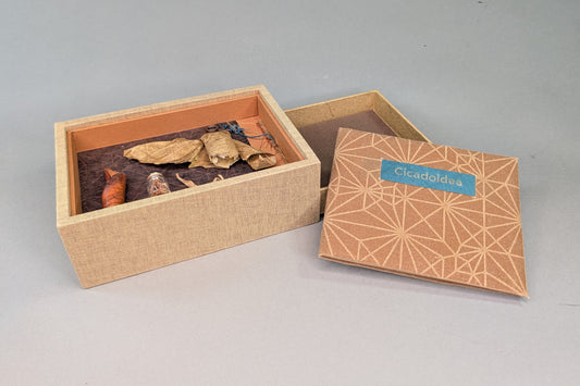 Cicadoidea: Cicada Explorations