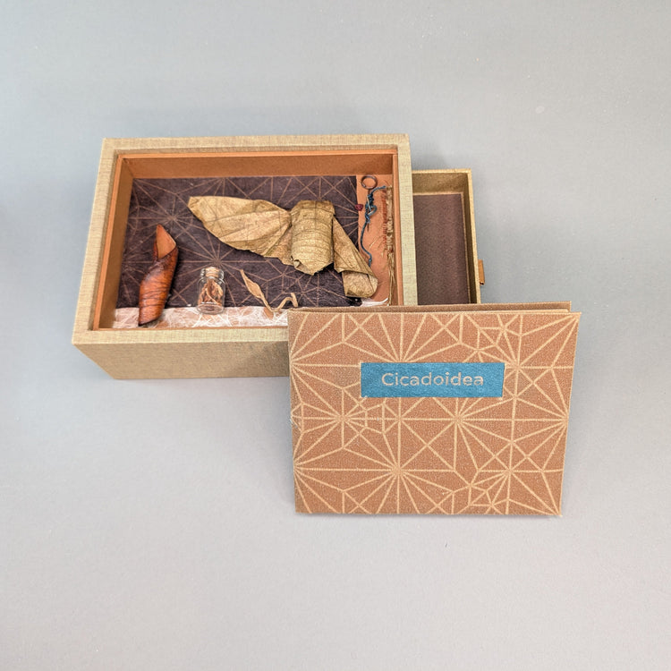 Cicadoidea: Cicada Explorations