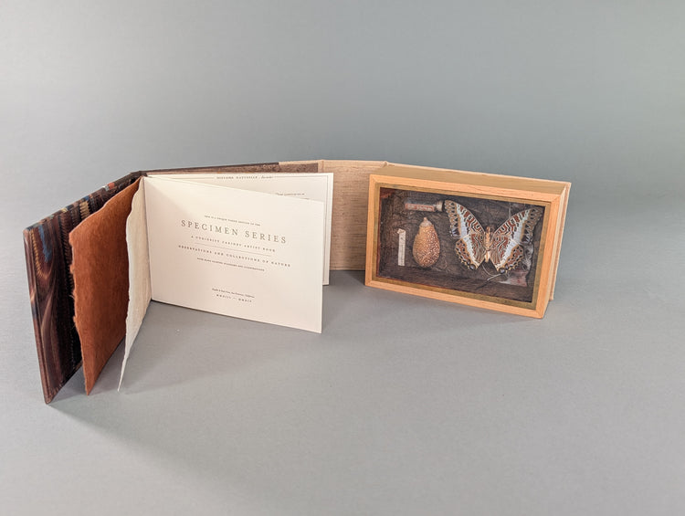 Curiosity Series: Charaxes jasius