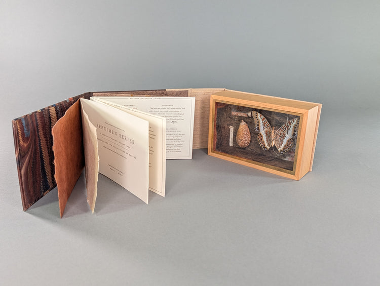 Curiosity Series: Charaxes jasius