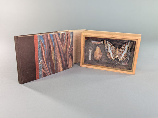 Curiosity Series: Charaxes jasius