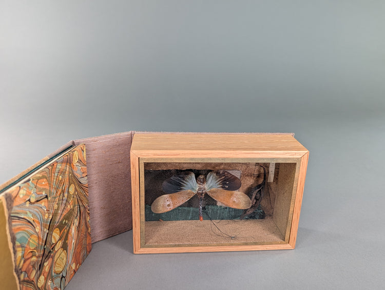 Curiosity Series: Charaxes jasius