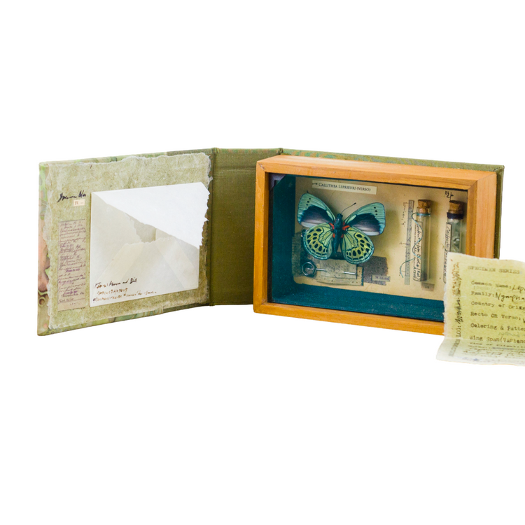 Curiosity Series: Callithea leprieuri