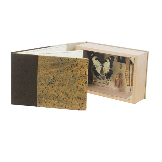 Curiosity Series: Papilio glaucus maynardi