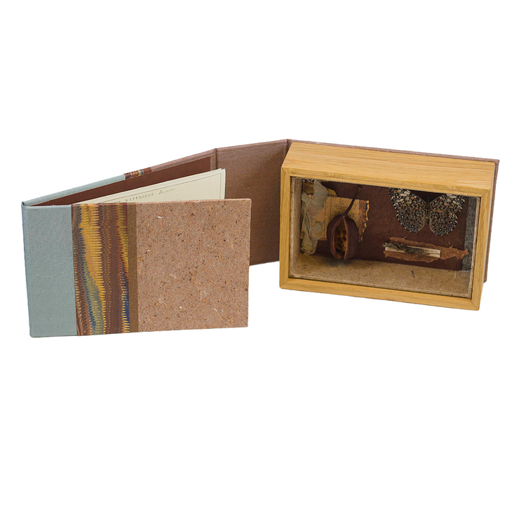 Curiosity Series: Hamadryas amphinome