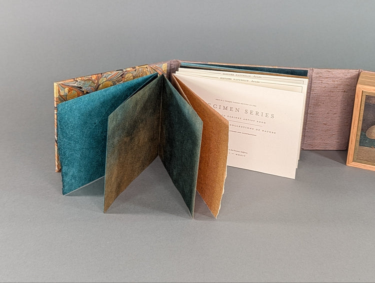 Curiosity Series: Pyrops pyrorhyncha