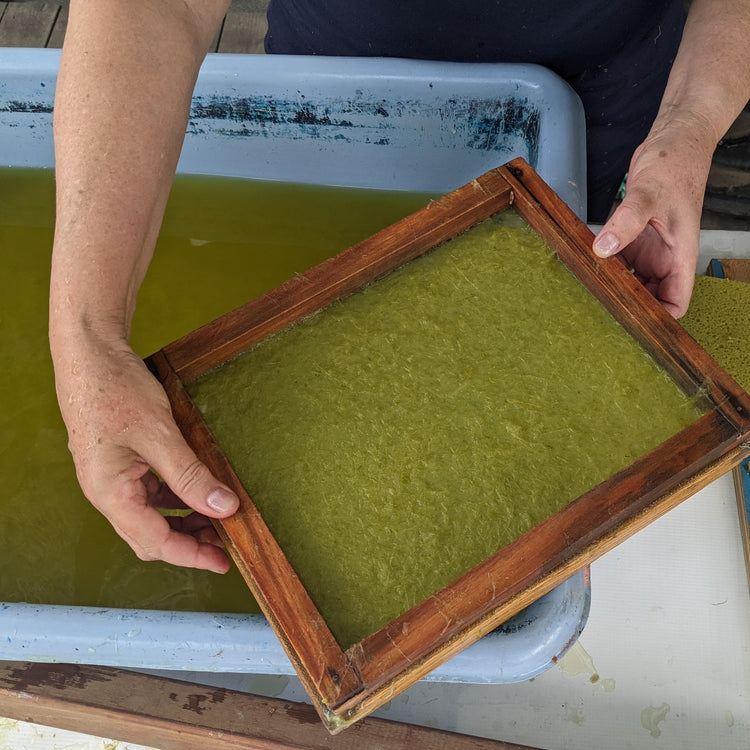 Papermaking with Local Plants | June 13, 2026