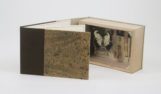 Curiosity Series: Papilio glaucus maynardi