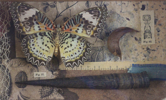 Nymphalidae_cethosia_myrnia