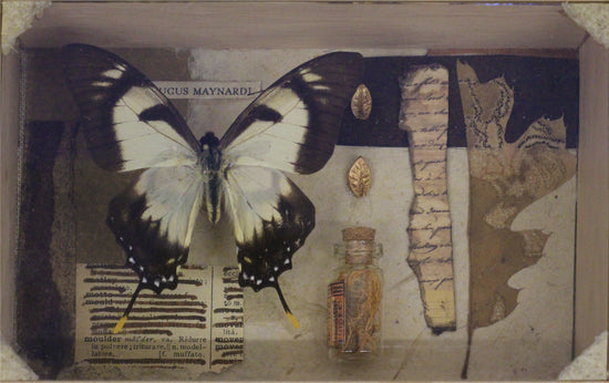 Papilio glaucus maynardi