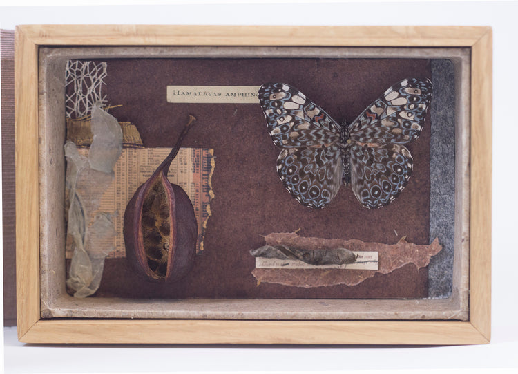 Curiosity Series: Hamadryas amphinome