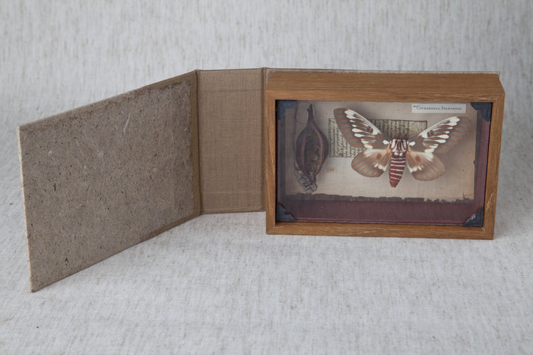 Curiosity Series: Citherona splendens