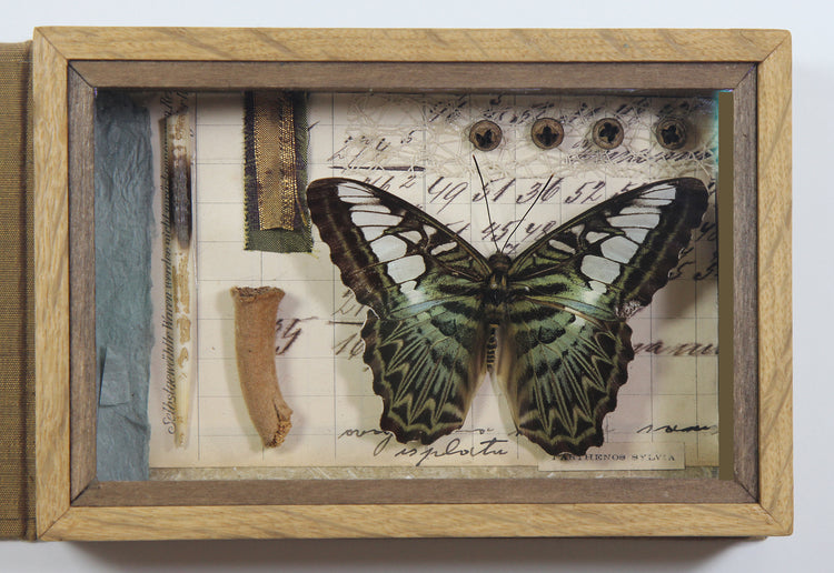 Curiosity Series: Parthenos sylvia