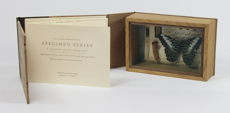 Curiosity Series: Parthenos sylvia